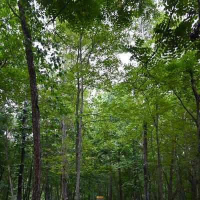 Hole 4's green