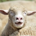 baasayssheep