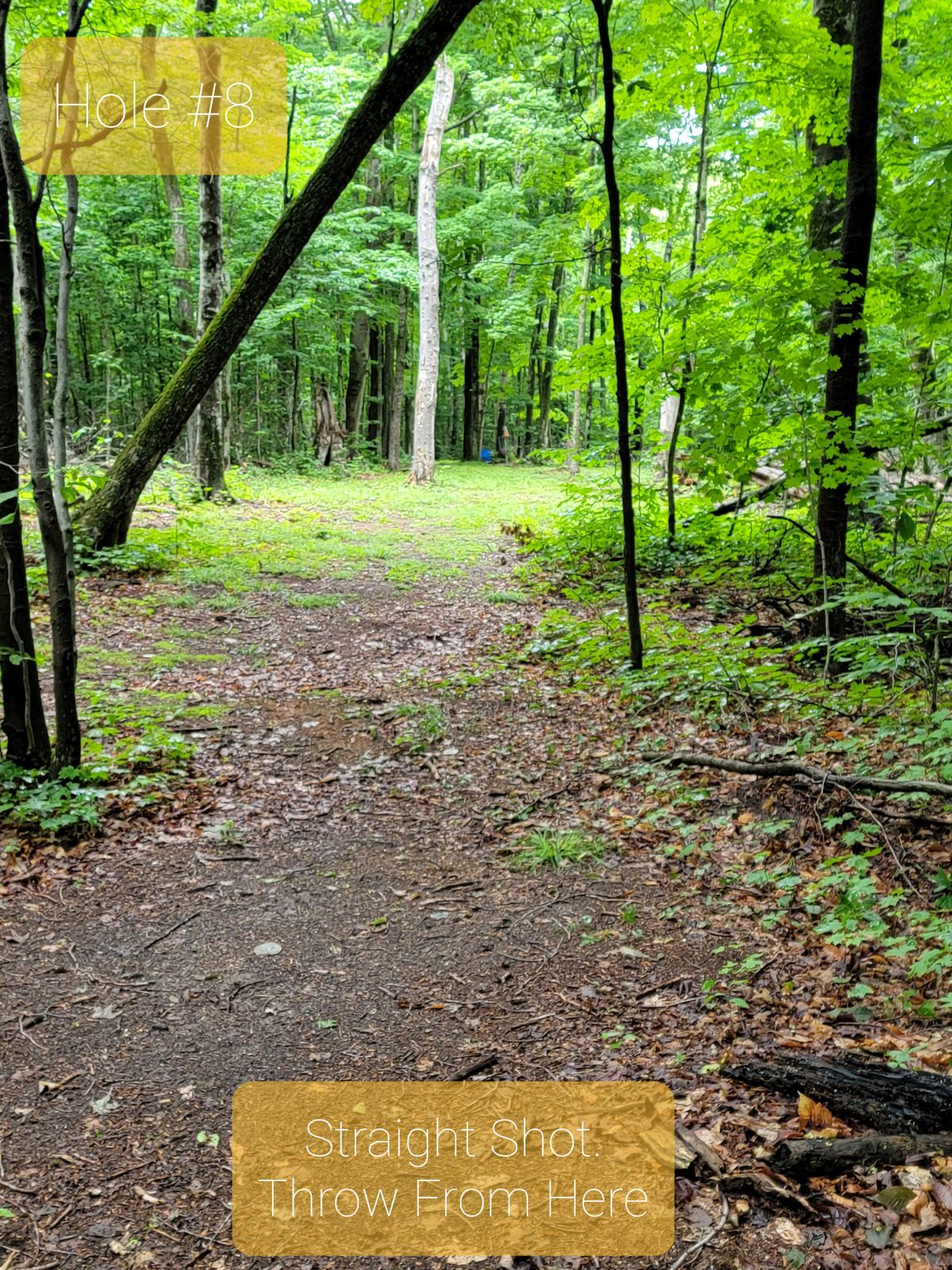 Hole 8 tee