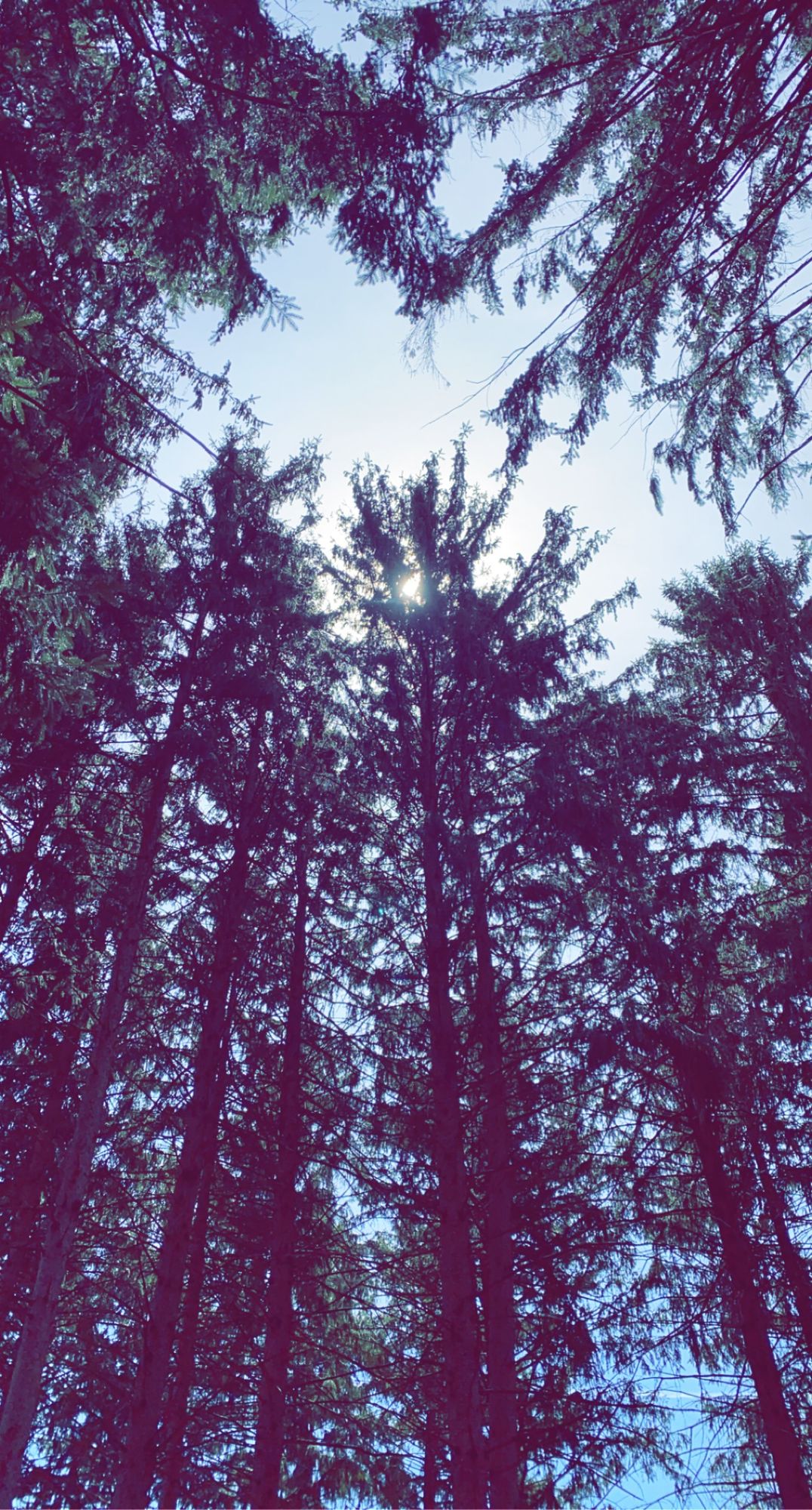 So. Many. Trees.
