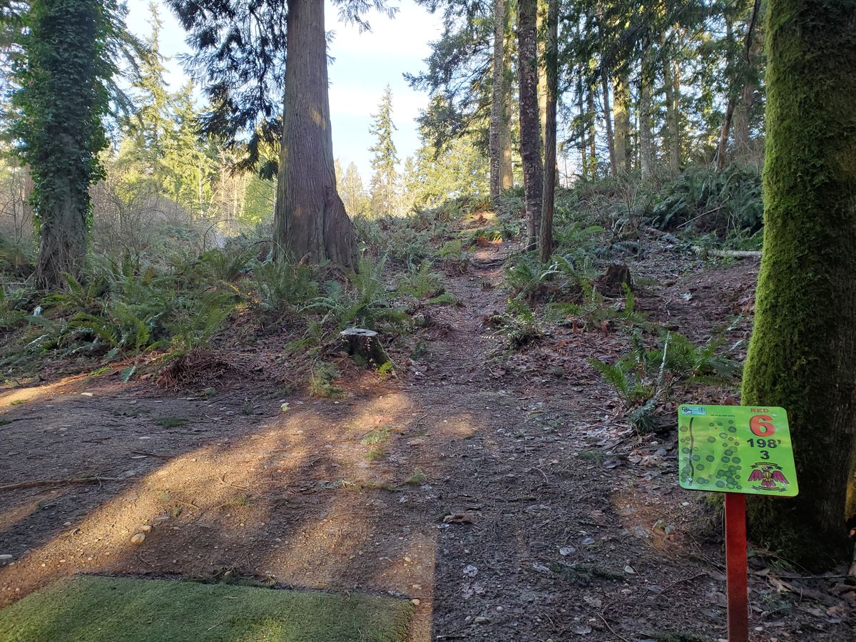 Looking up through the trees on hole 6