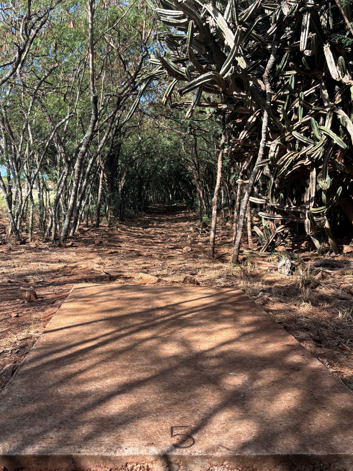 Hole 5 tunnel shot.