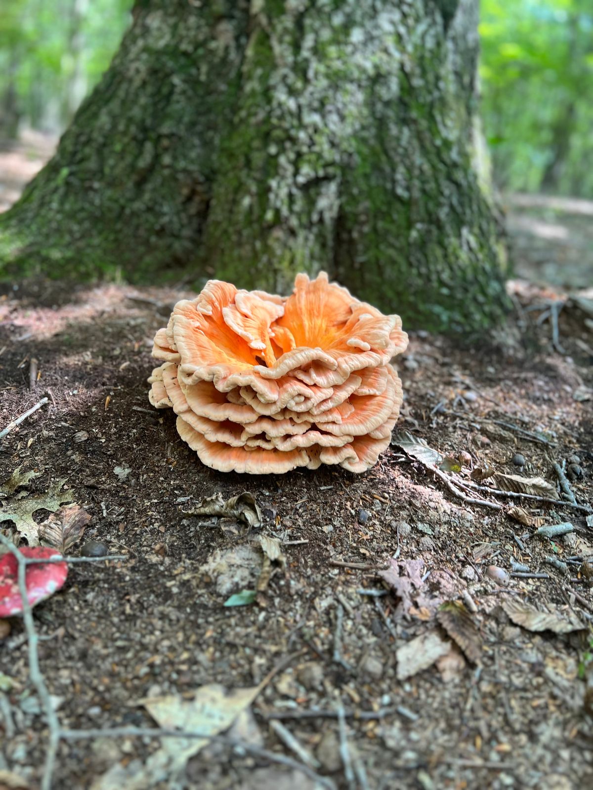 A friendly course snack! The chicken (hen) of the woods!