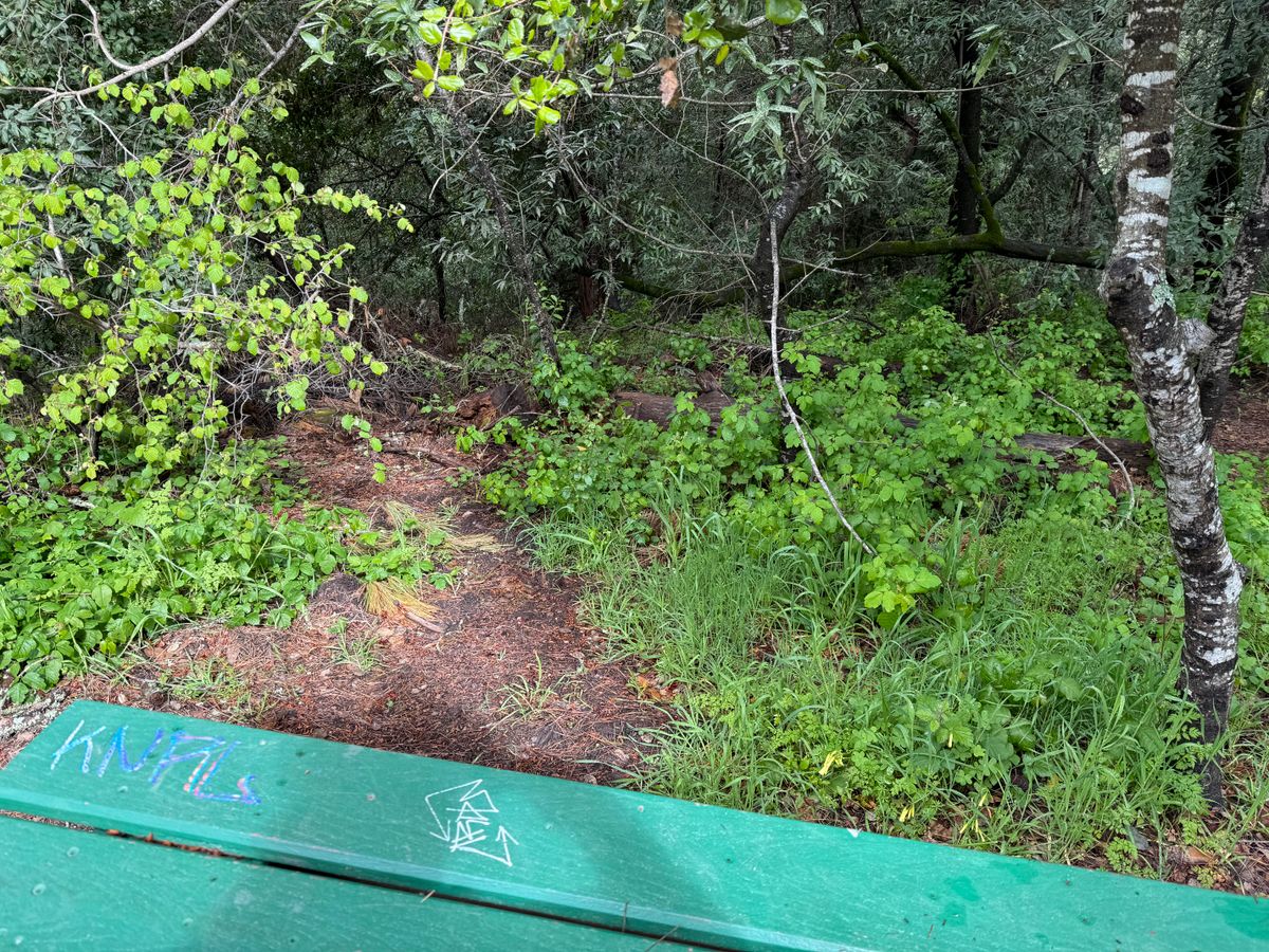 Poison oak by a lot of teeth pads