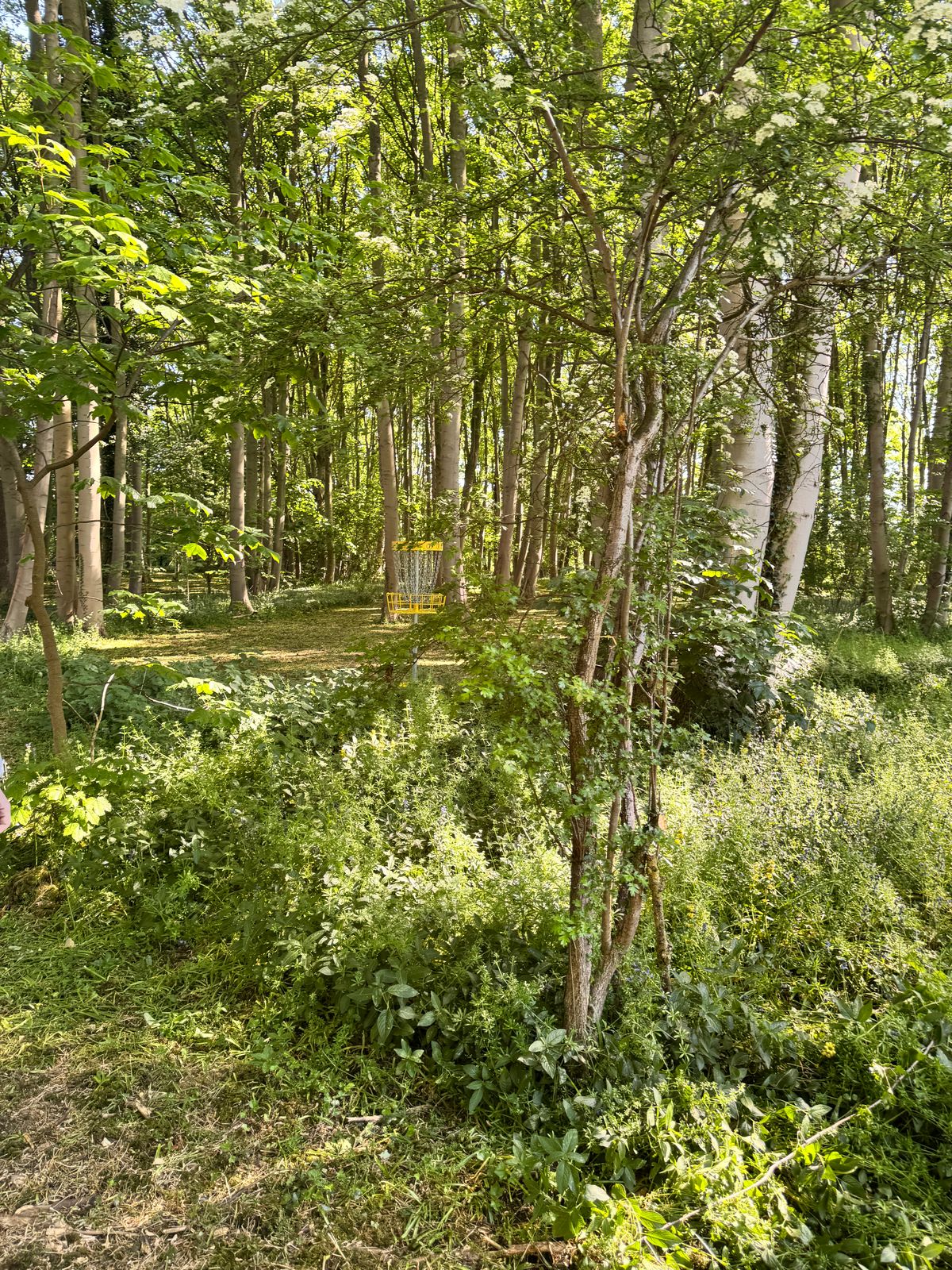 New disc golf course in Corby