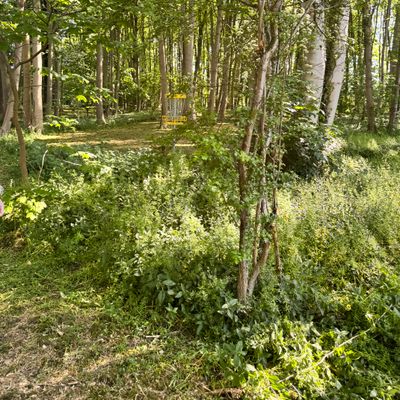 New disc golf course in Corby