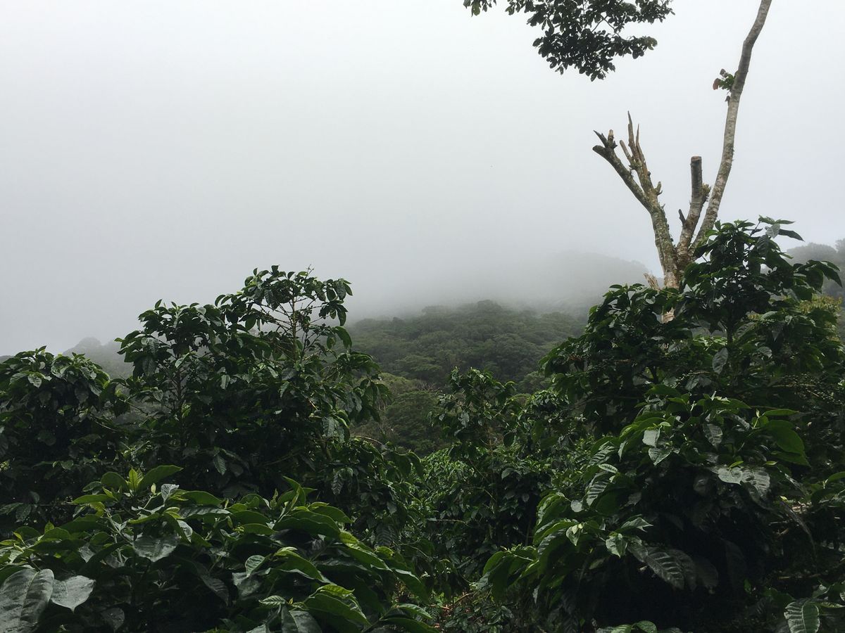 View from Trail Between Holes 8 and 9