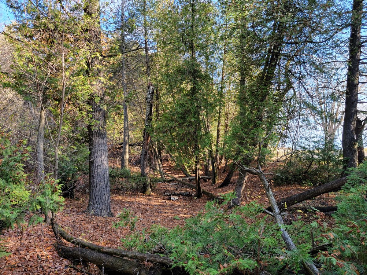 Hole 2 short tee - before photo