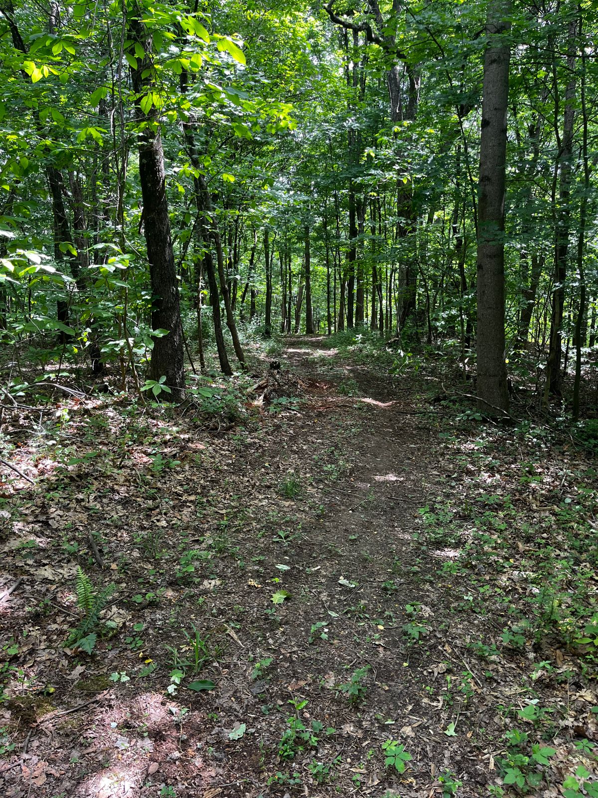 Hole 11 fairway