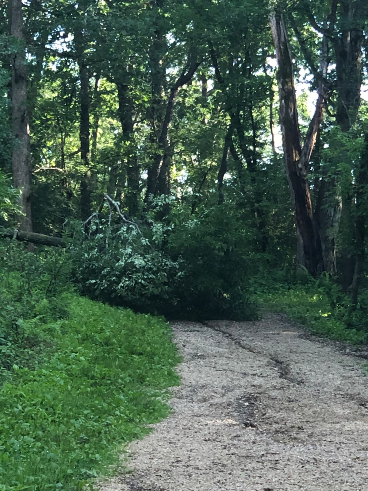 New hazard on 11th fairway due to storm on 6/28/20.