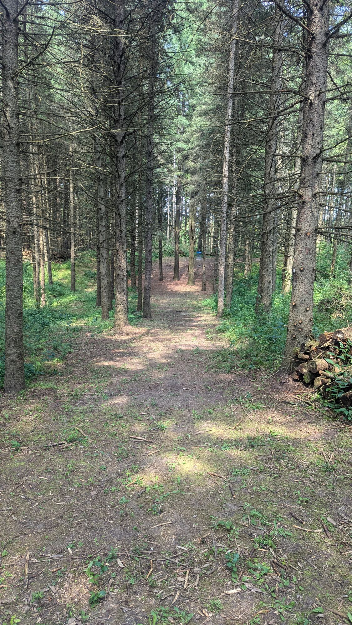 My disc always hit the trees on this hole
