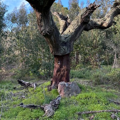 Don’t confuse the numbers on the oak trees for hole numbers. They are not.