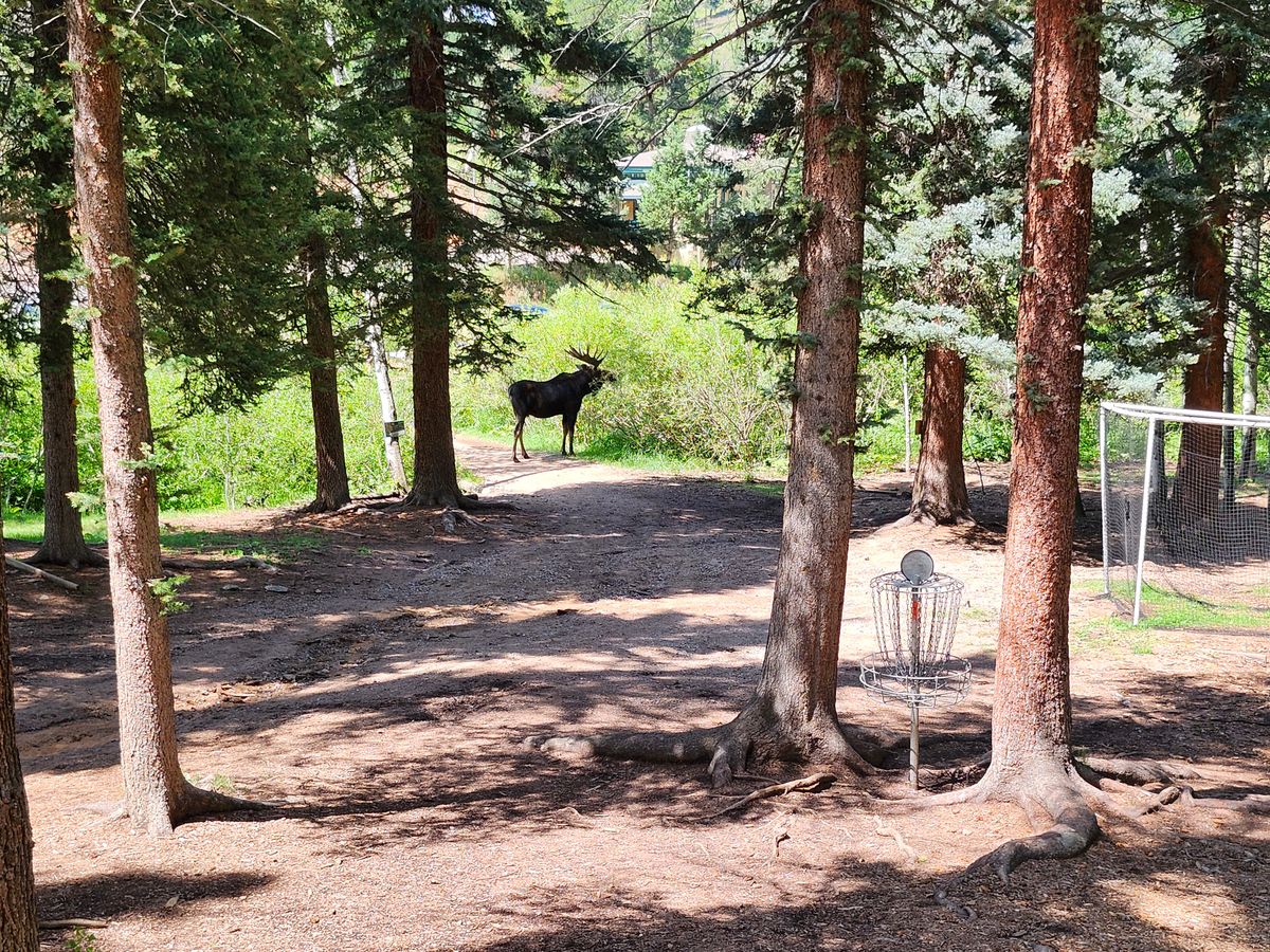 1st time seeing a moose at a coarse.