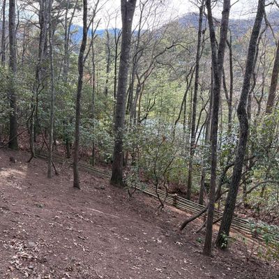 New green of hole #14 with bamboo fence.