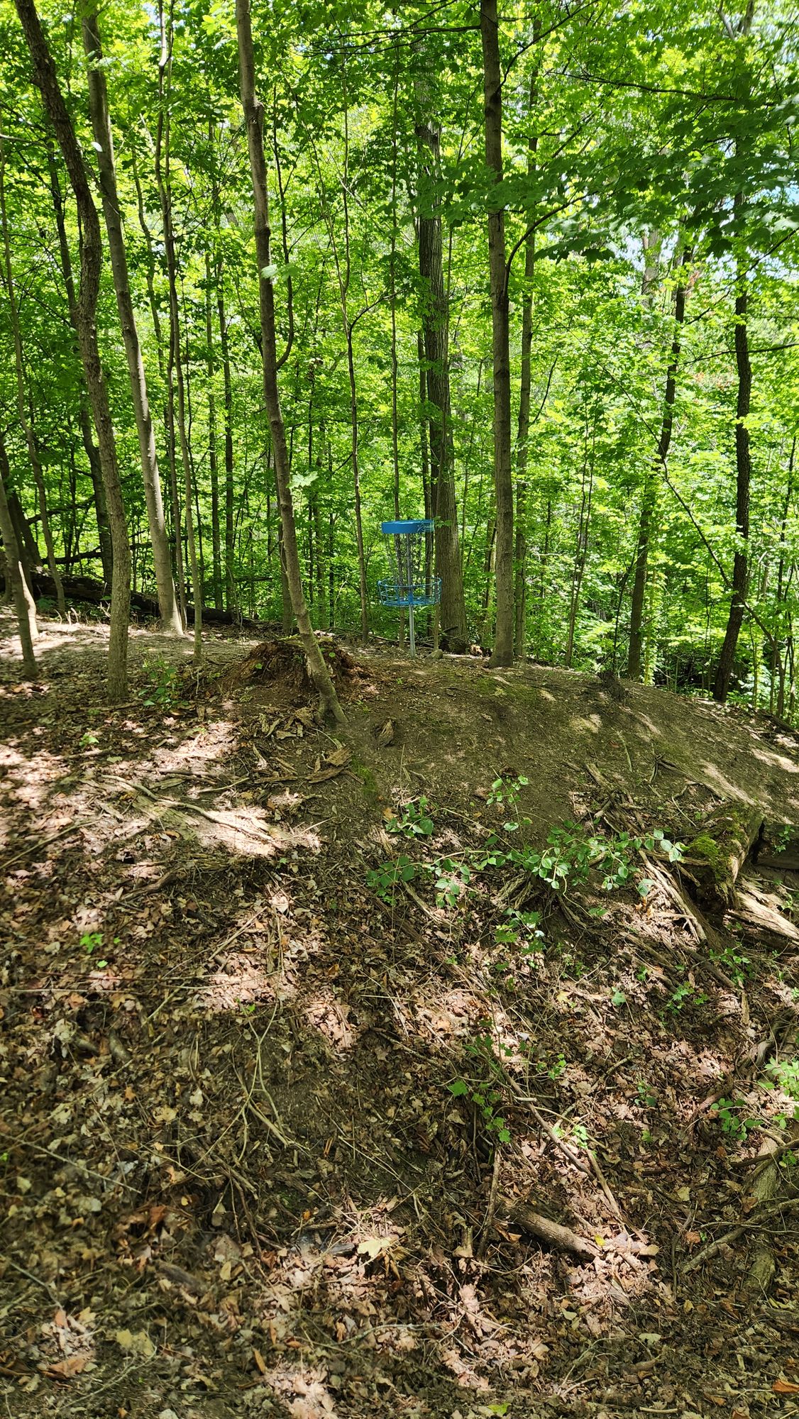 Hole 4 basket