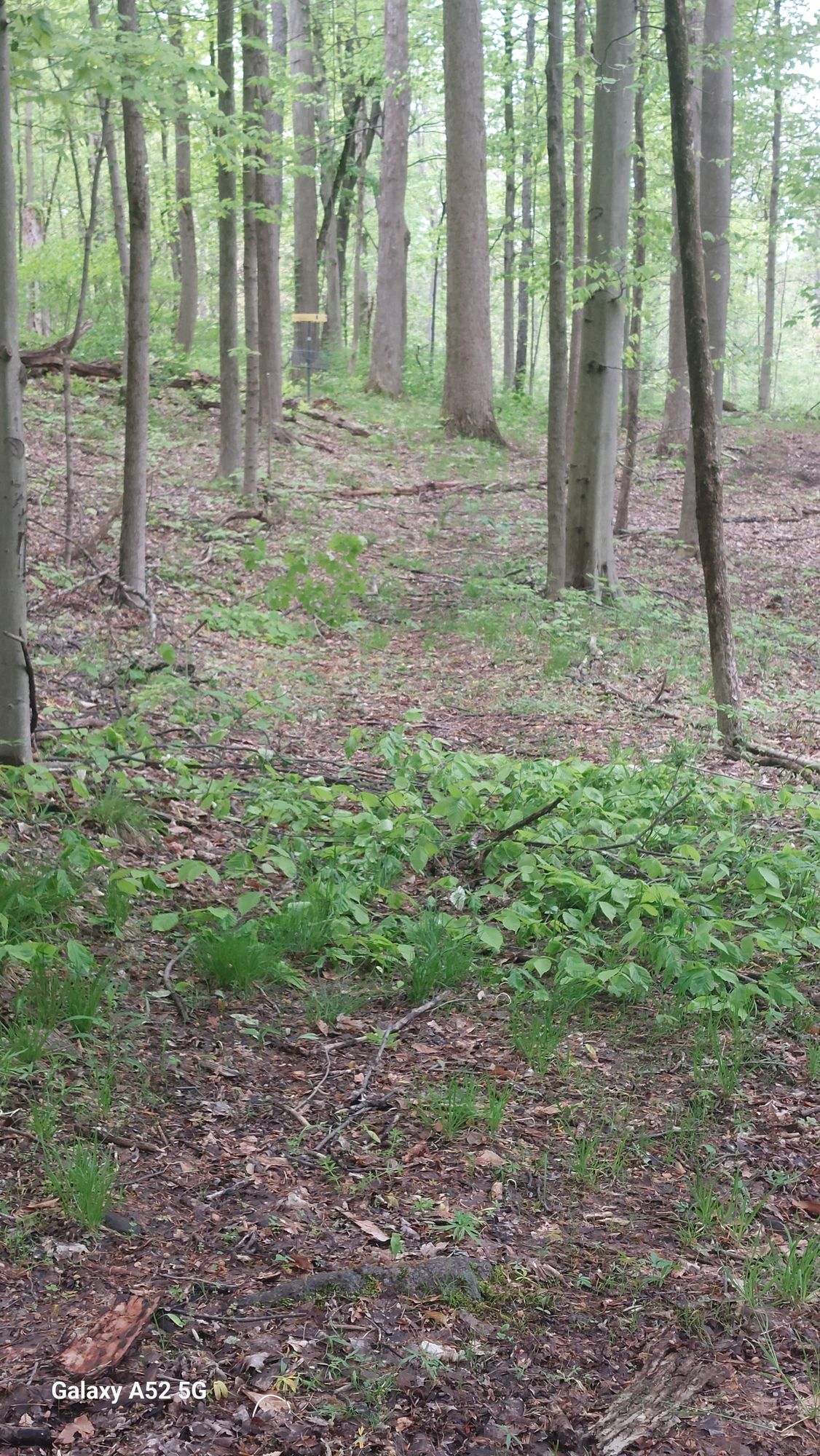 Hole 4
