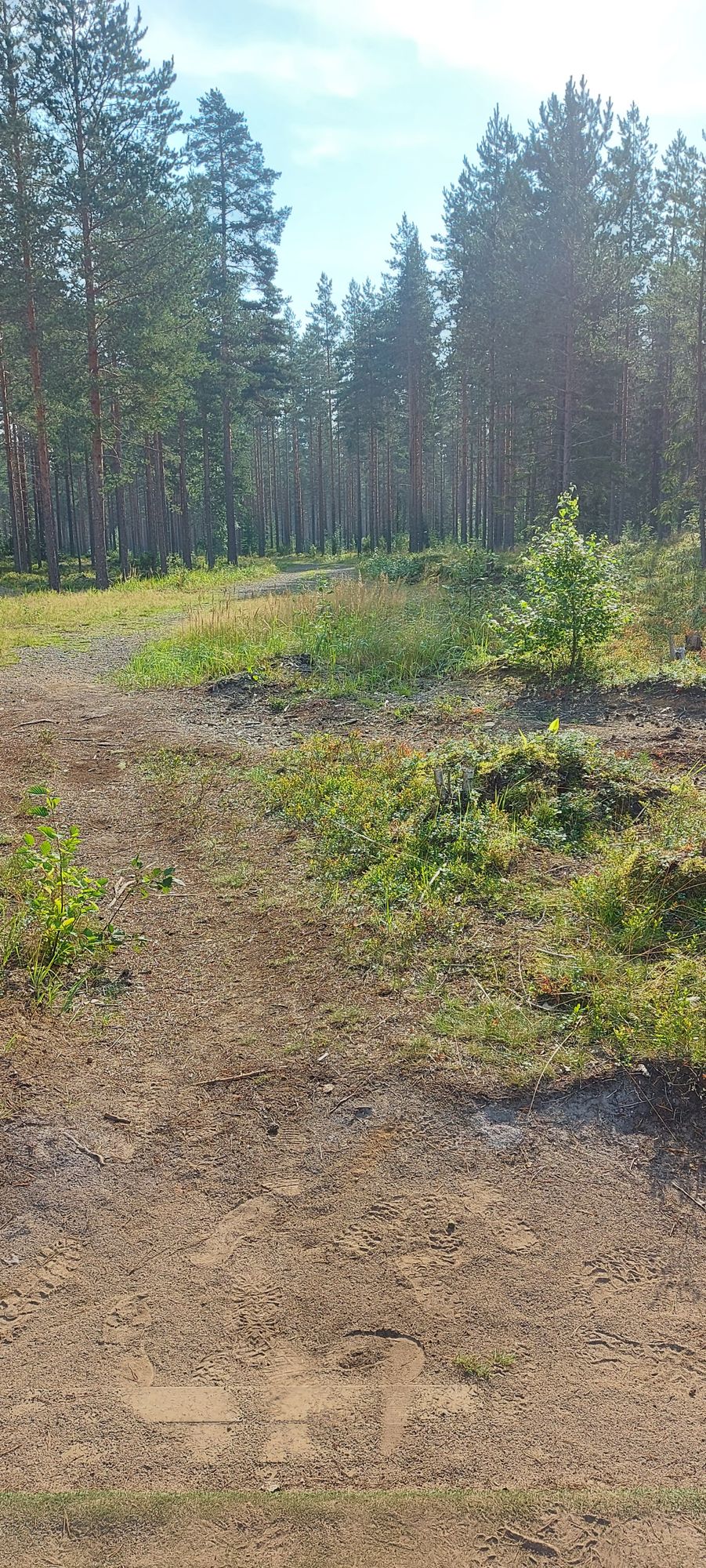 Tee 12