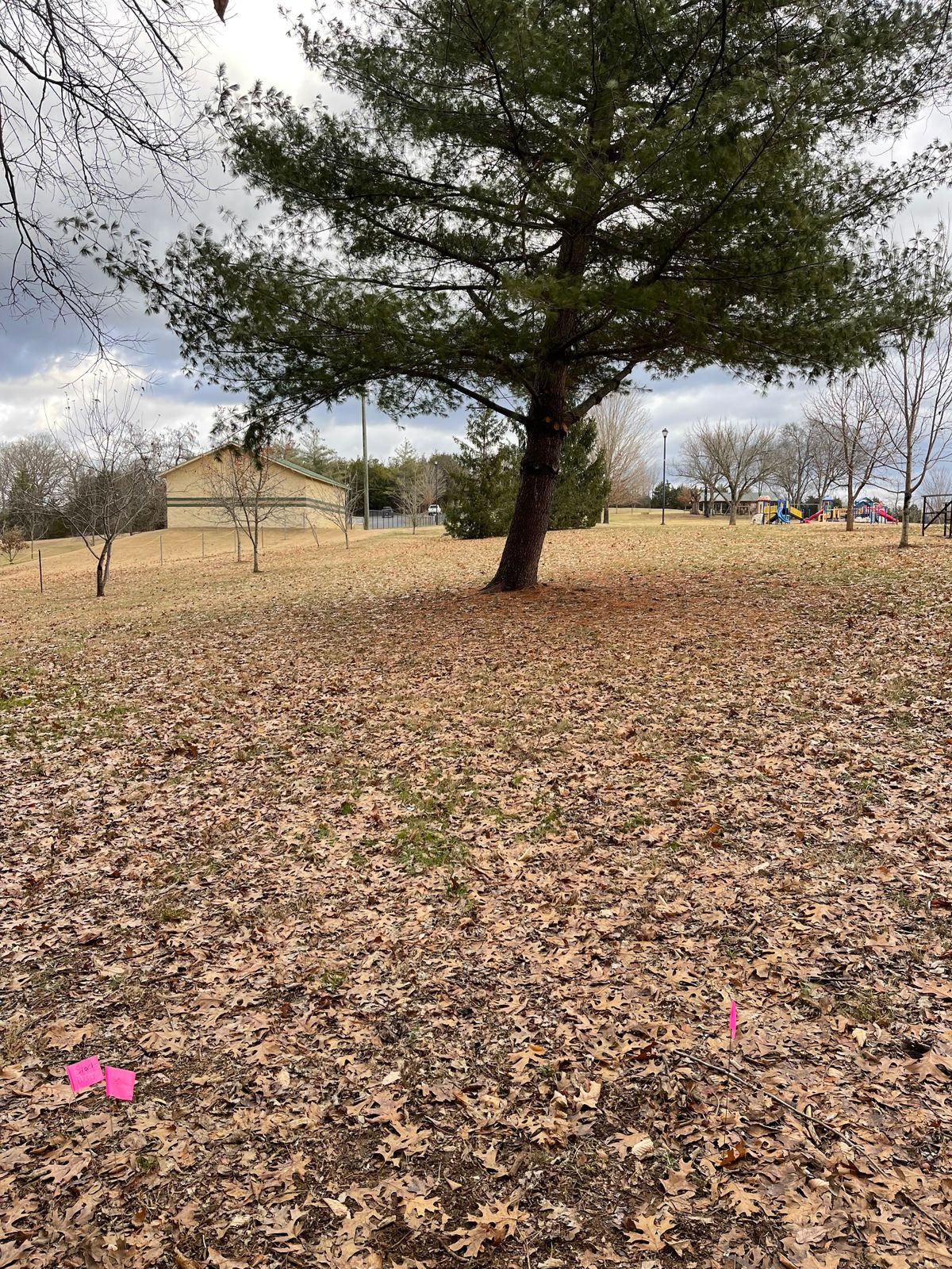 Hole 4 basket behind smaller pine tree