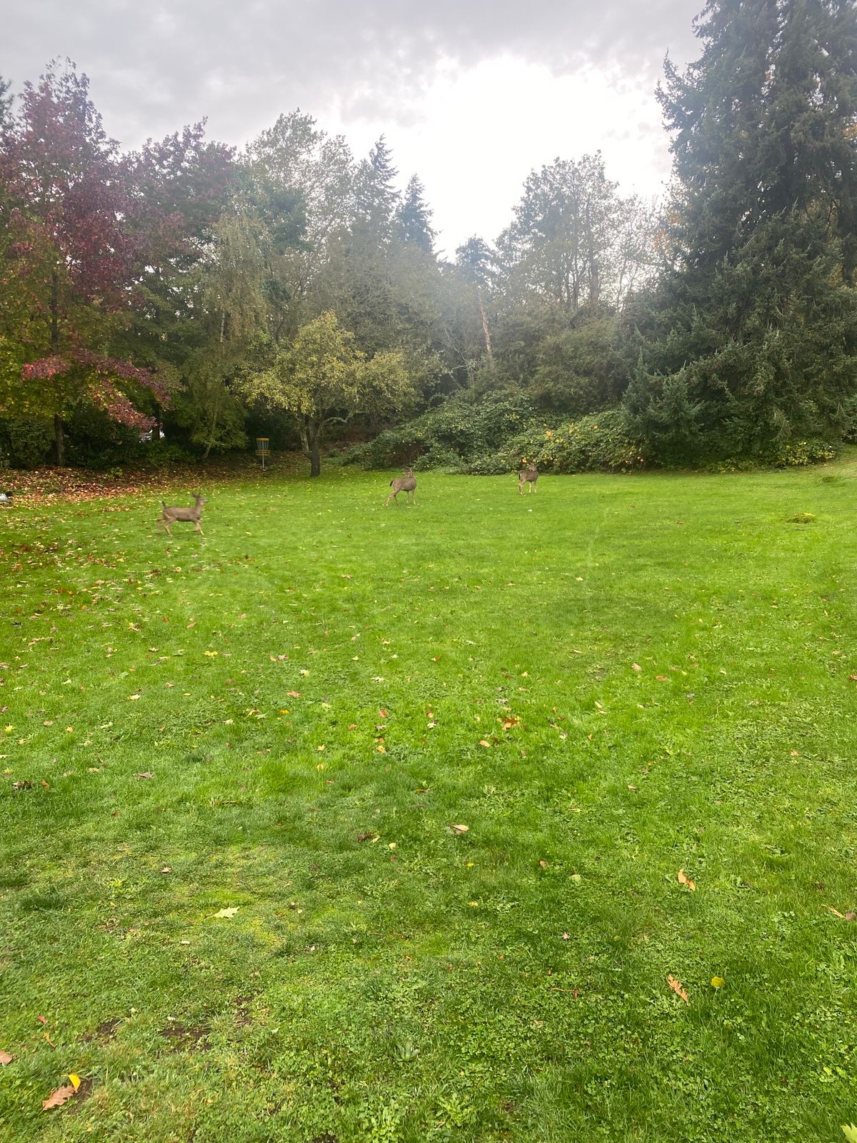 Deer on hole 6