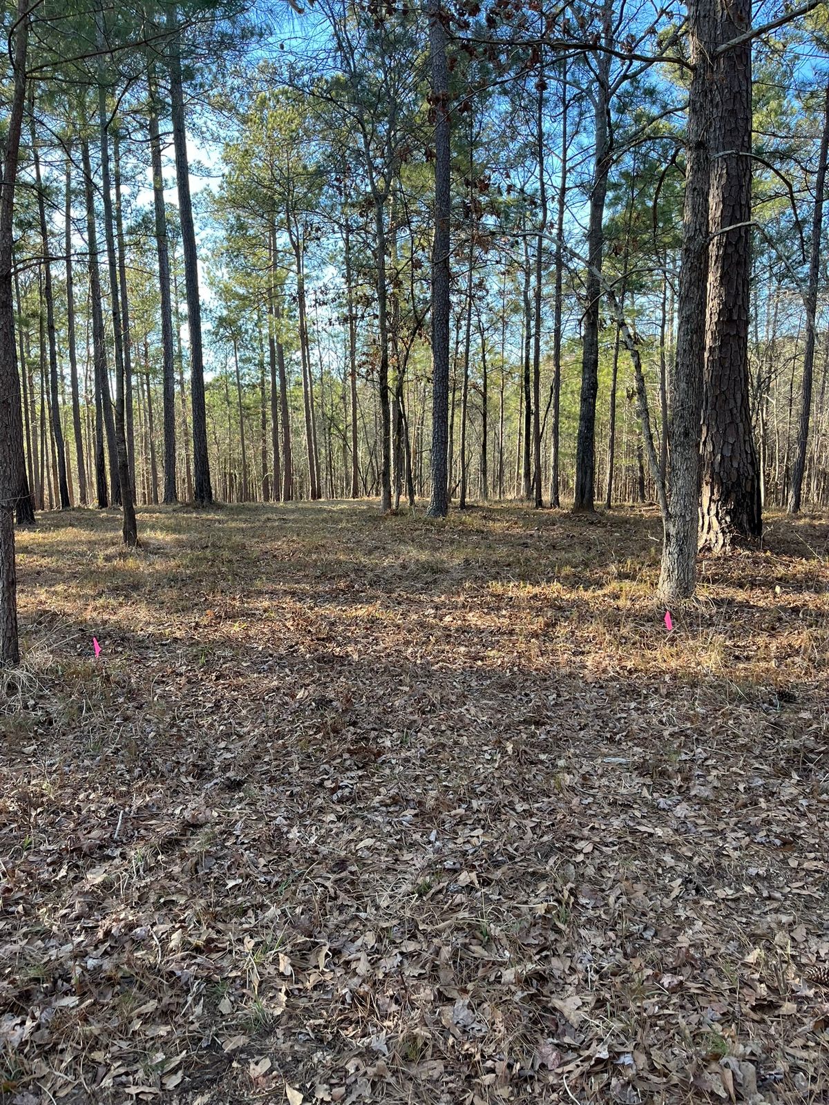 Hole 5 - tee to basket