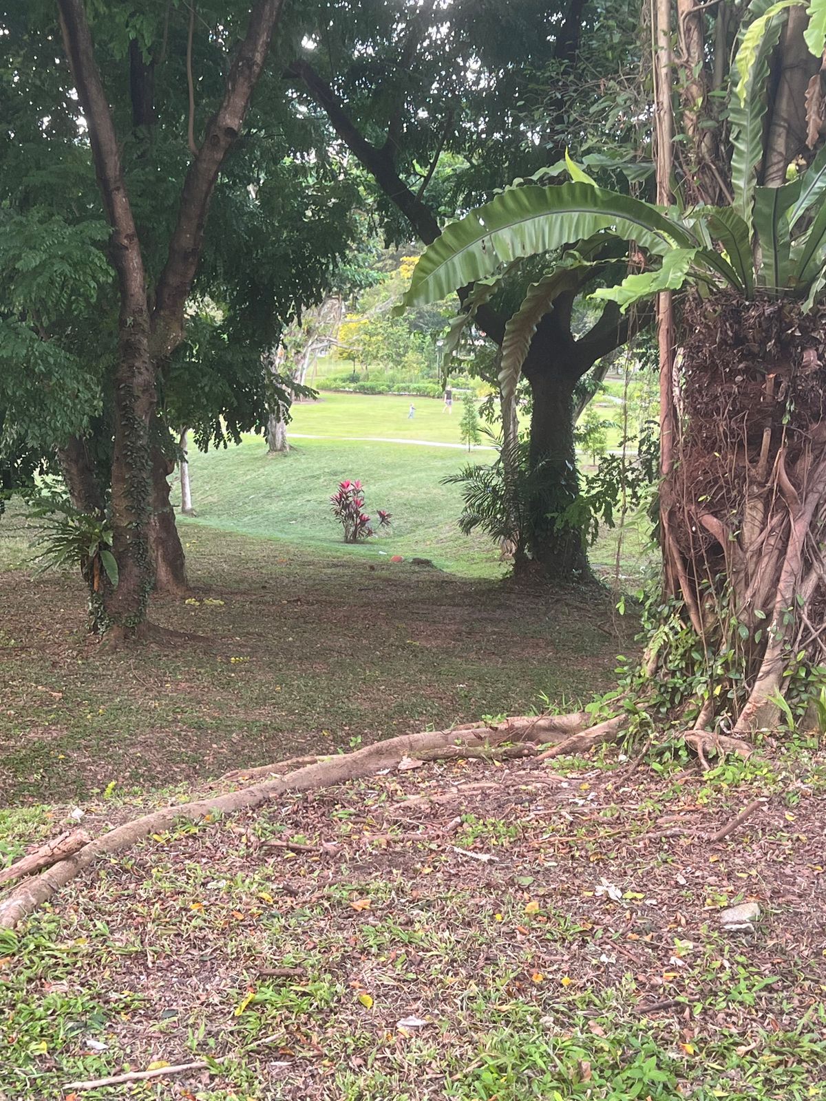 Hole 12 from the tee area looking down the tunnel towards the dogleg L.