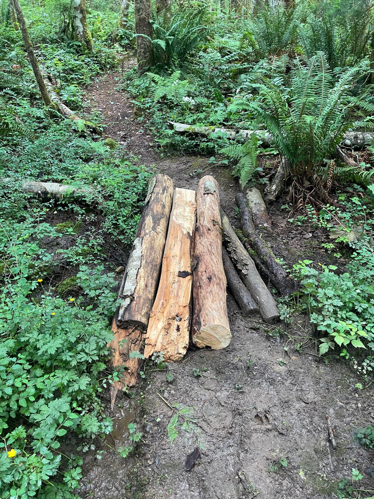 Added a log bridge across the muddy stream between 2 & 3 after clearing all the trails