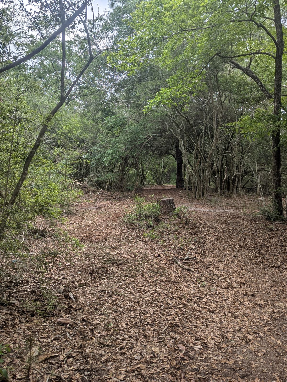 Tee 15