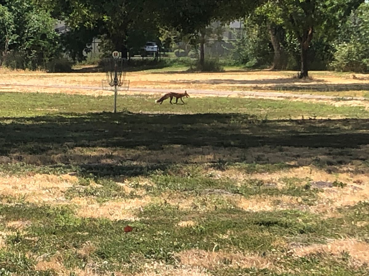 Wildlife