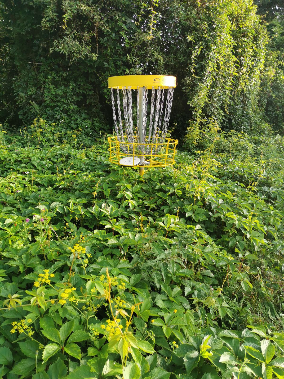 Hole 3 was very overgrown right from the tee