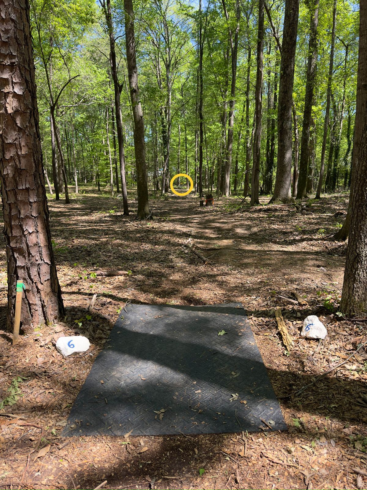 Hole 6 tee