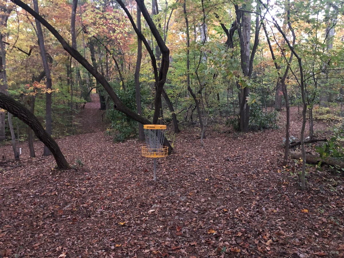 #8 Basket B looking back up the Forest Hallway with Position A to the left and the next tee path to the right.