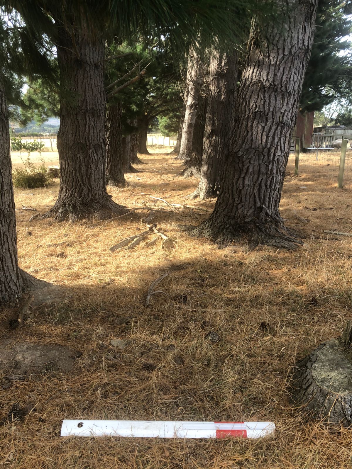 Hole 6. Thread the ‘ Pine ‘ Needle!
