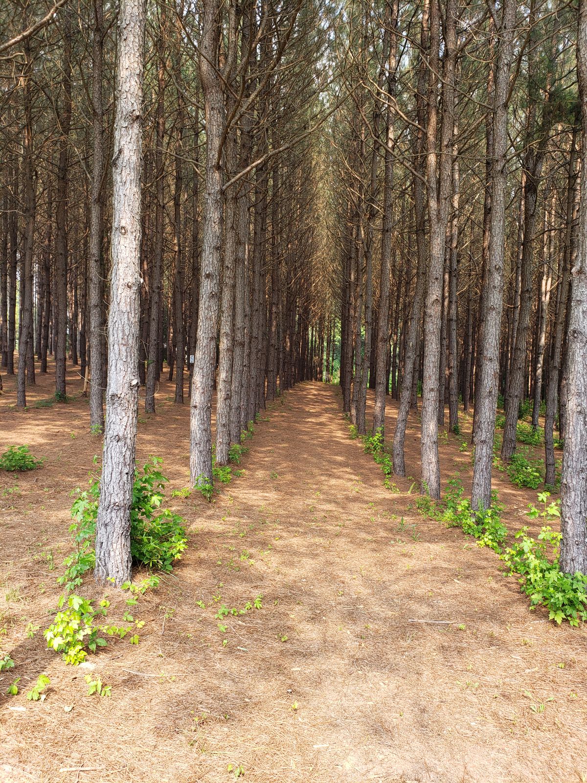 Hole 3 from the tee. Another tunnel shot with a hallway of about 9 to 10ft, but it bends slightly to the right.