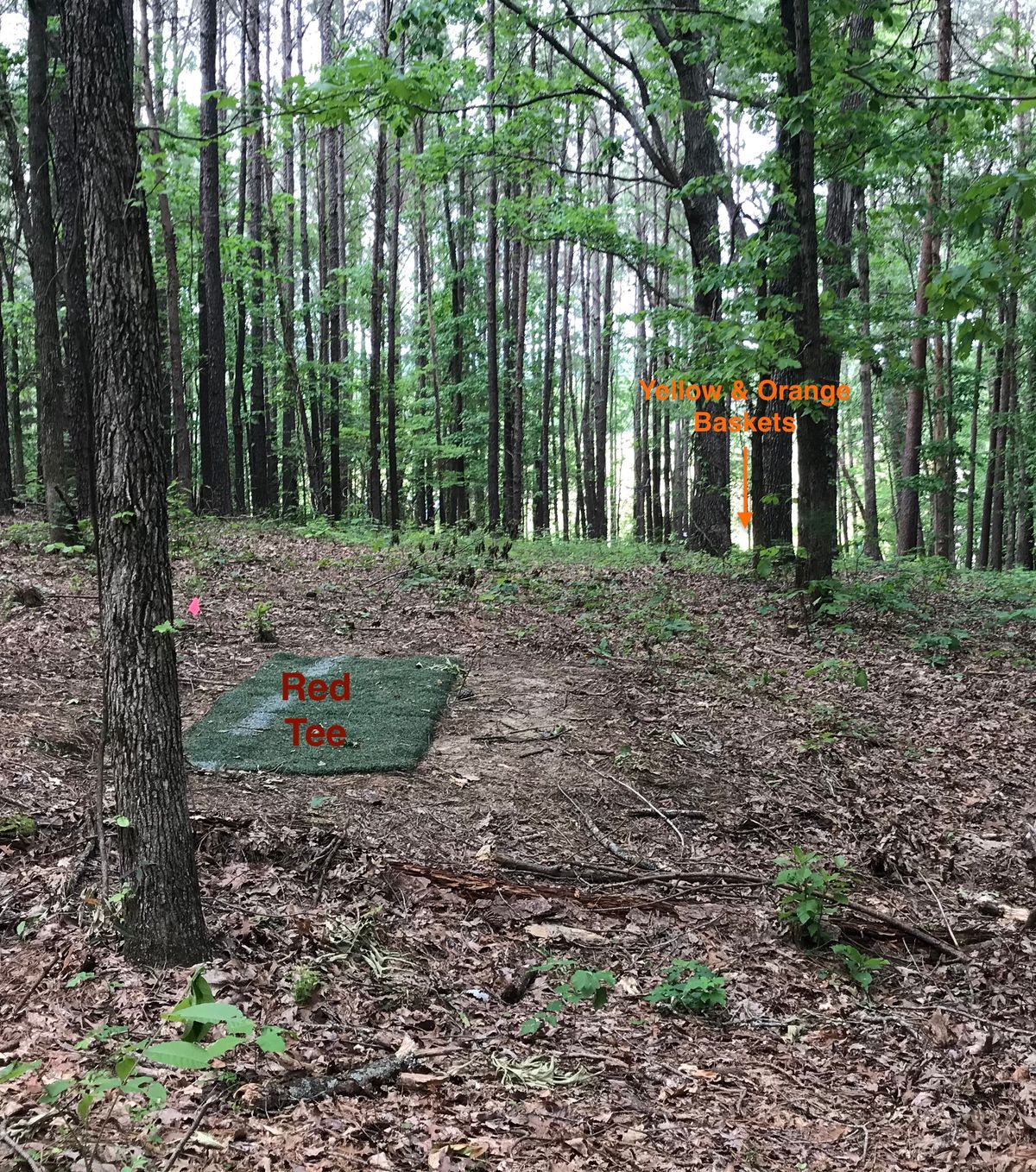 Hole 6 white tee