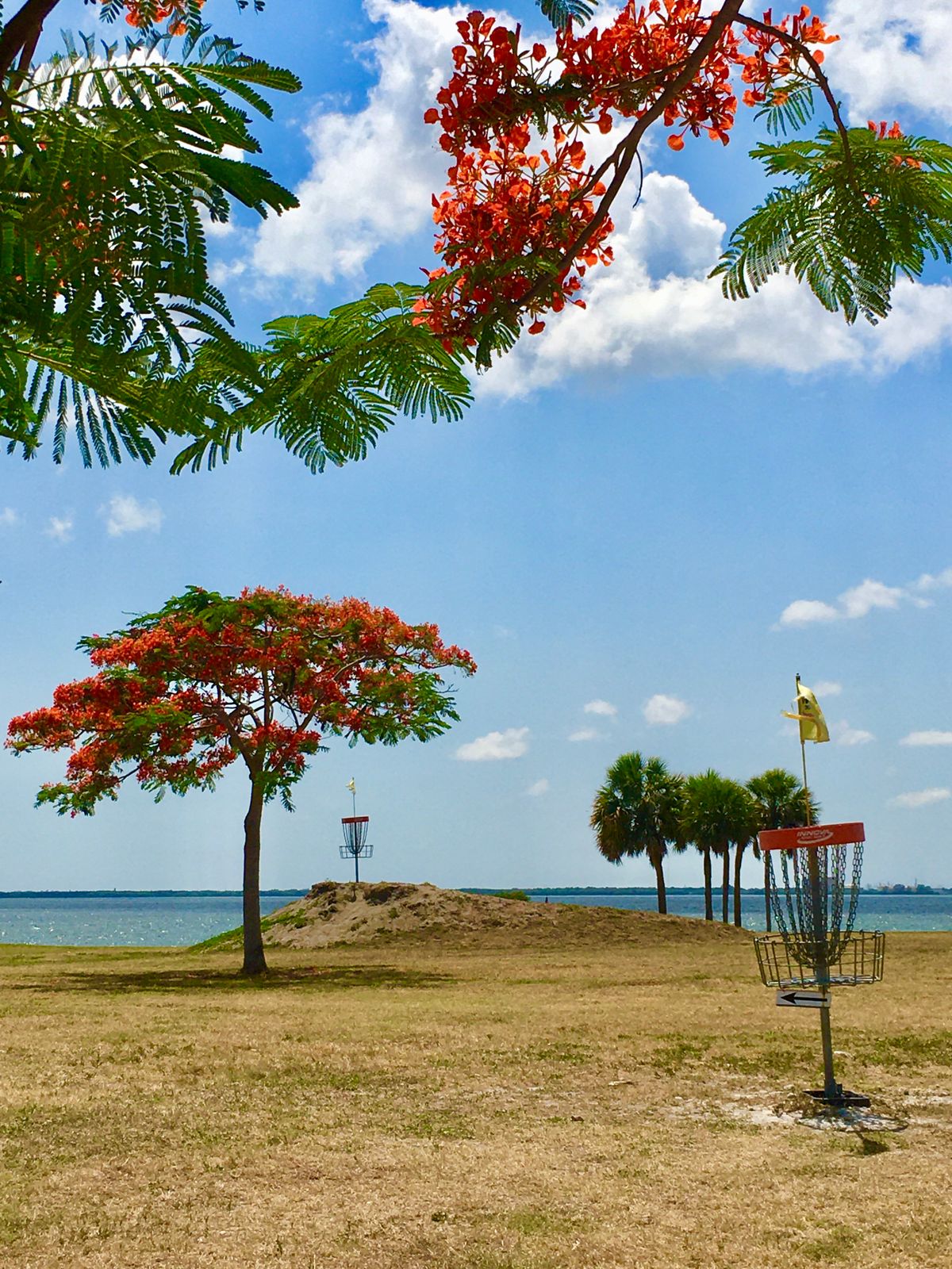 Royal Poinciana trees in bloom