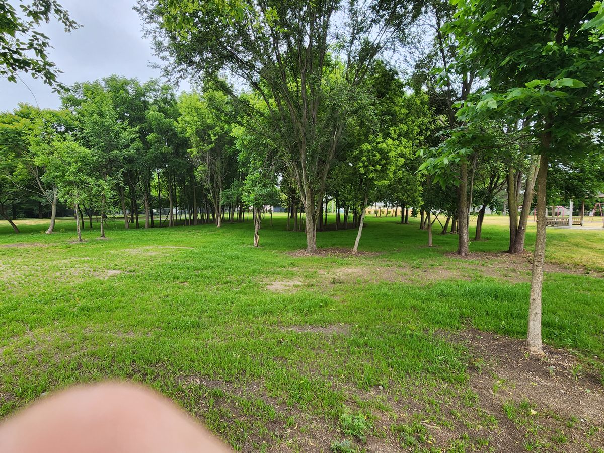 The wooded area has been completely cleared of all brush.