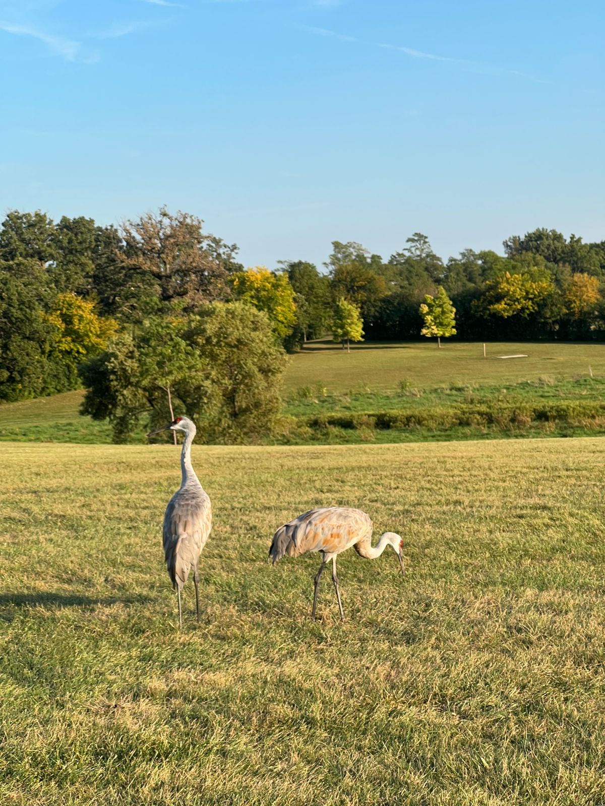 Sandhill cranes by hole 1 teepad/practice basket