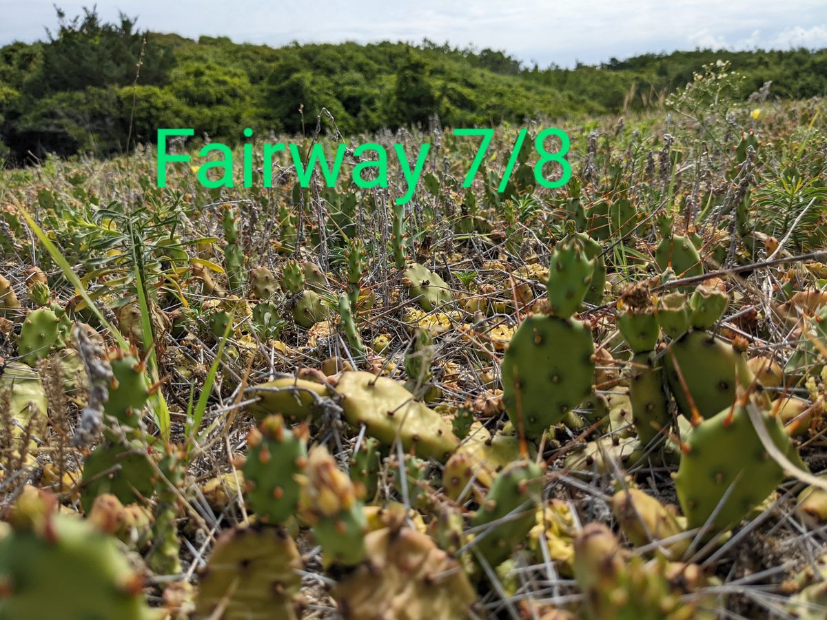 The fairway of whole 7, 8, & 9 is the thickest cactus on the whole course. Avoid it if possible