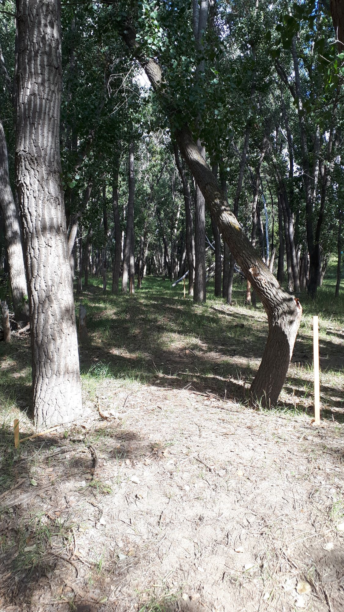 Hole 2 fairway