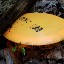 chazdisc