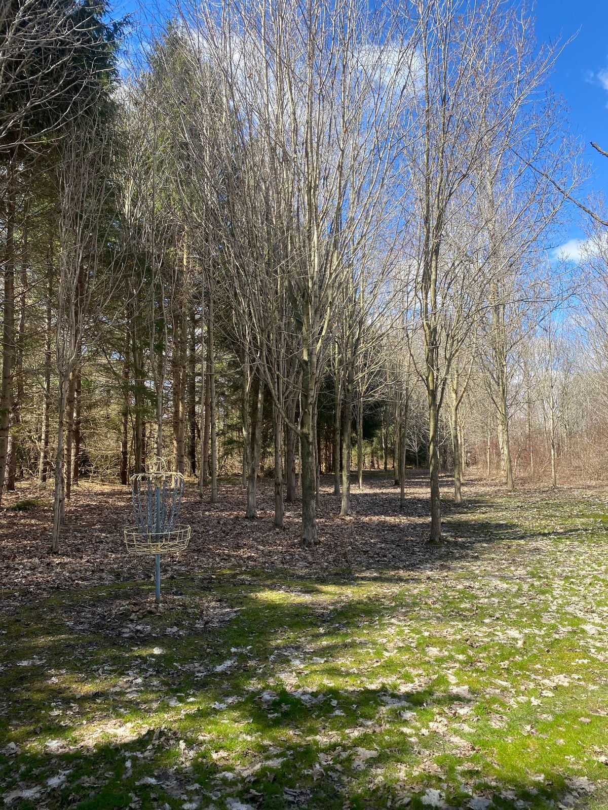 Hole 4 basket