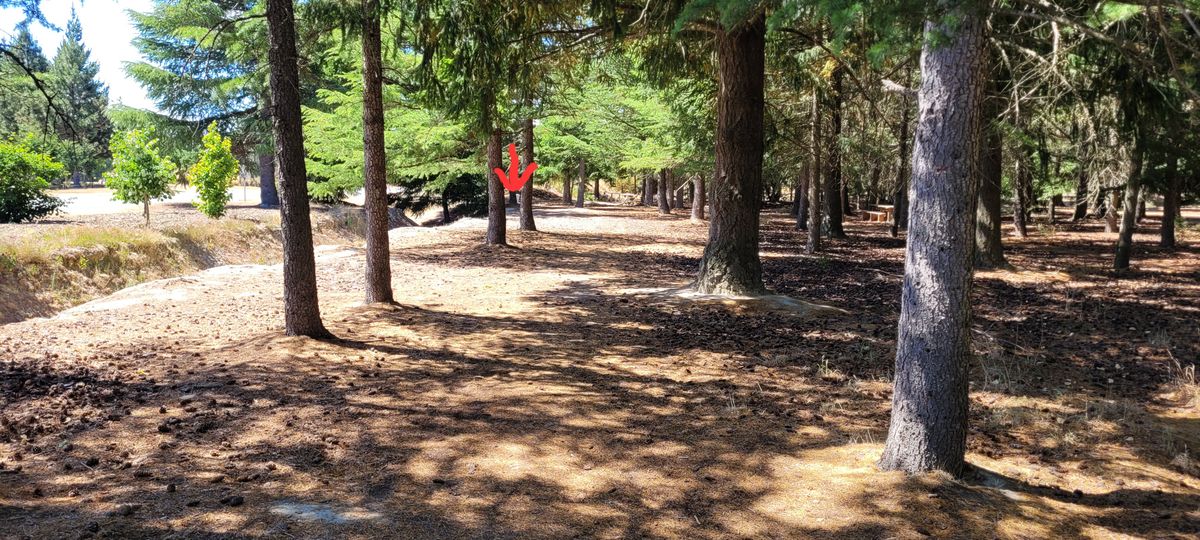 Hole 14 basket  - where the arrow is