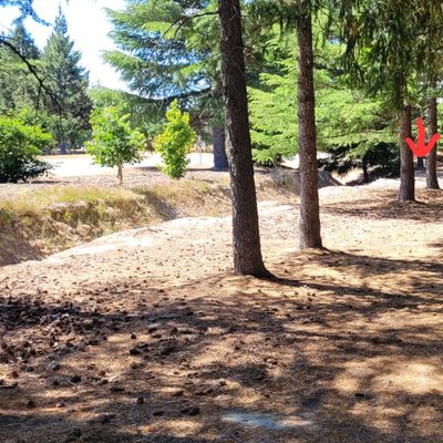 Hole 14 basket  - where the arrow is