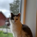 josteinbb