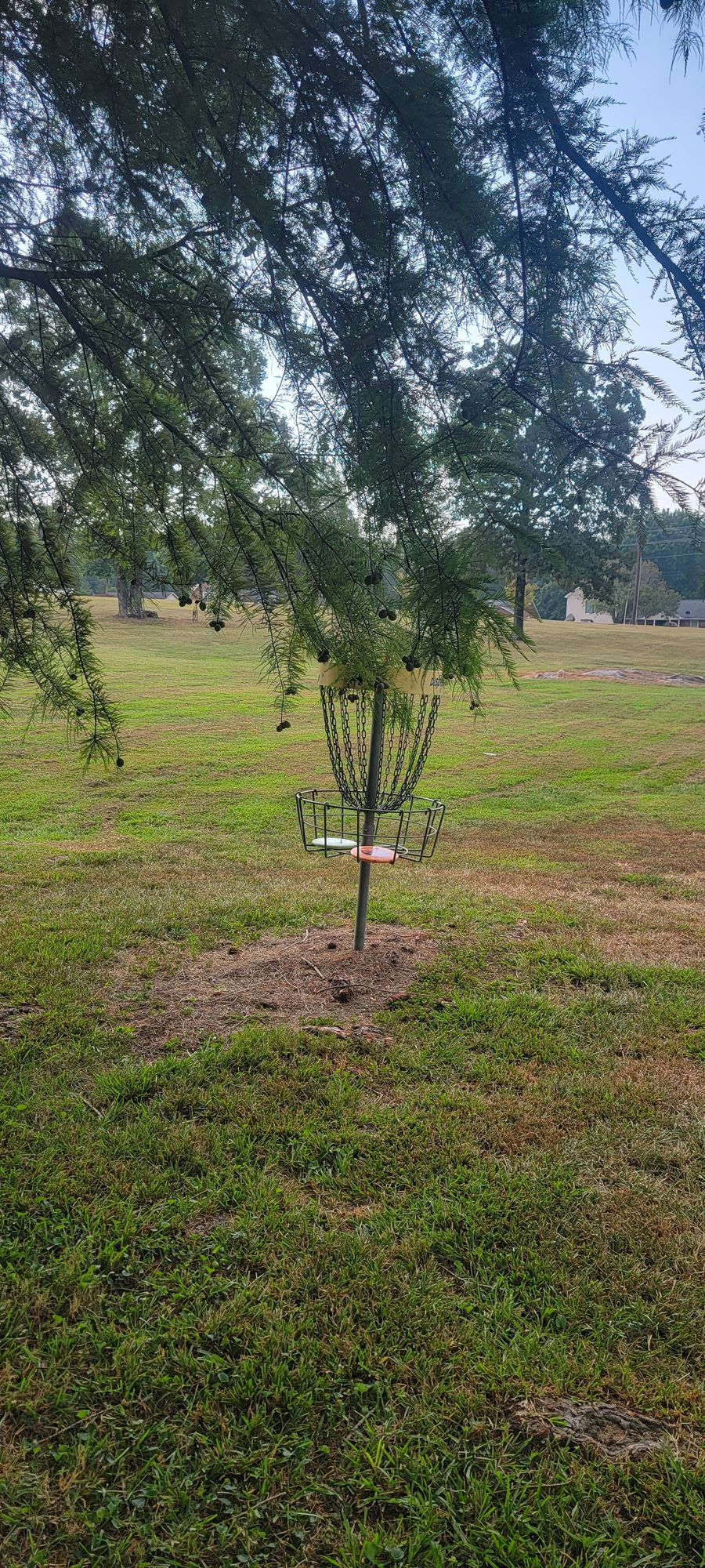 Hole 4 tree in top of basket