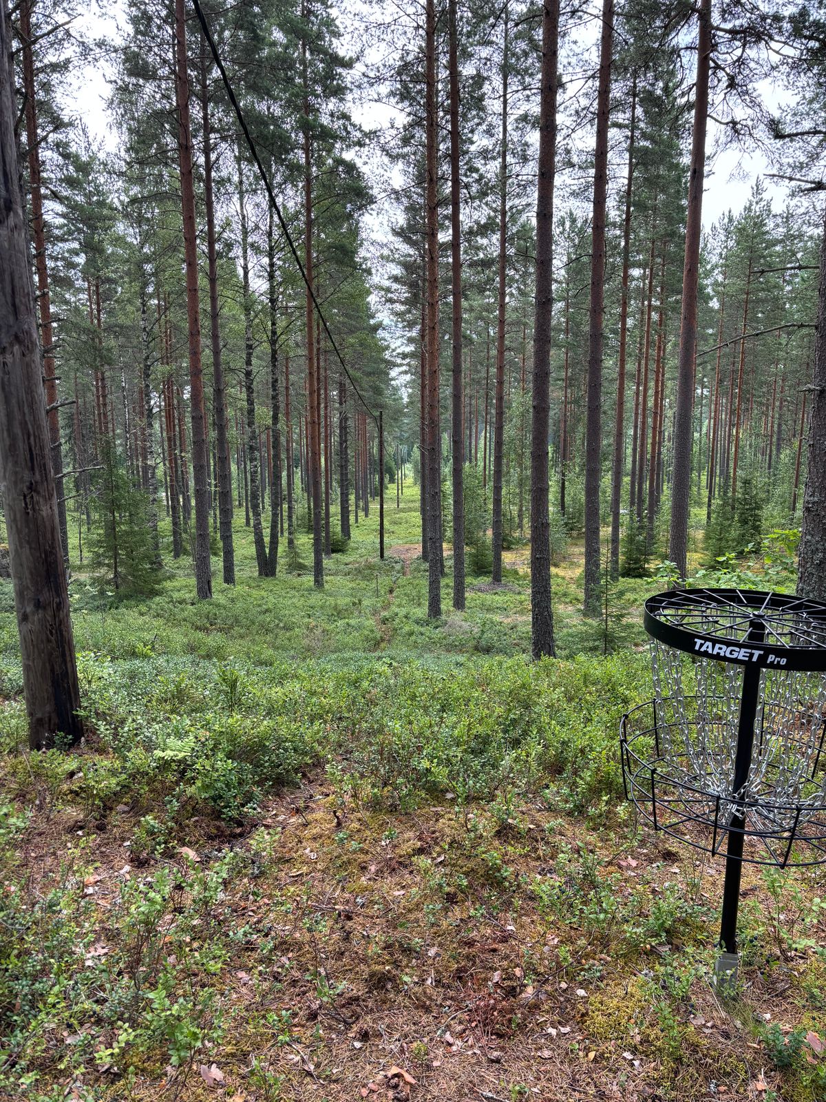 Hål 2, bild från korgen mot tee