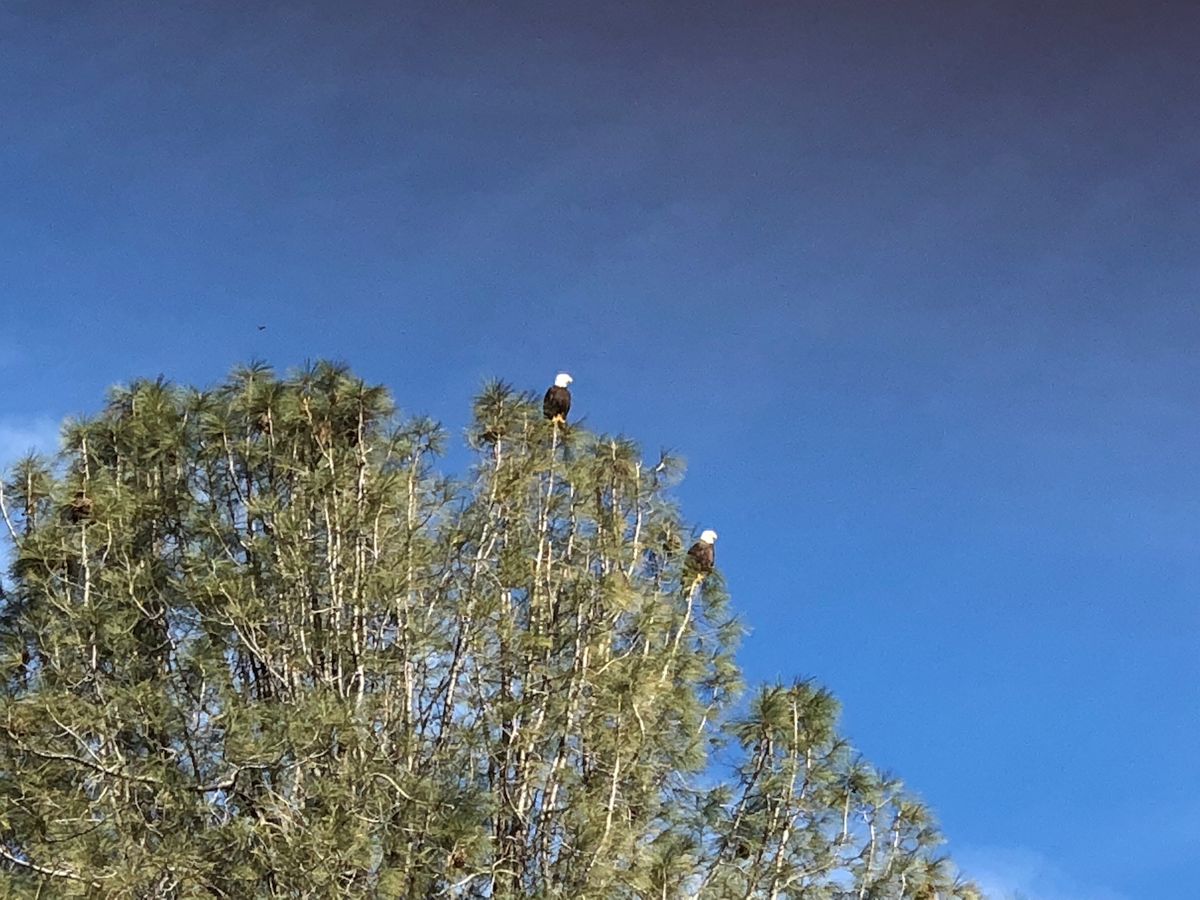 Eagles all the time around the course