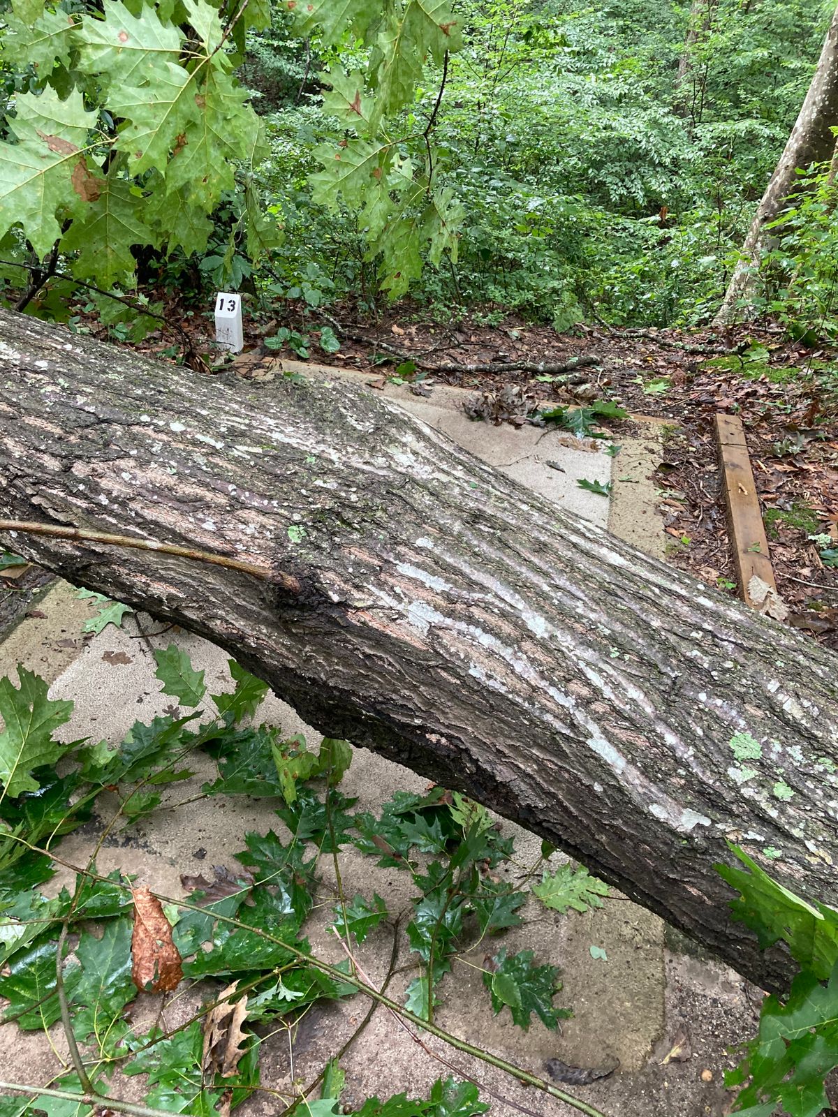 Tee box covered by fallen tree (August 2021)