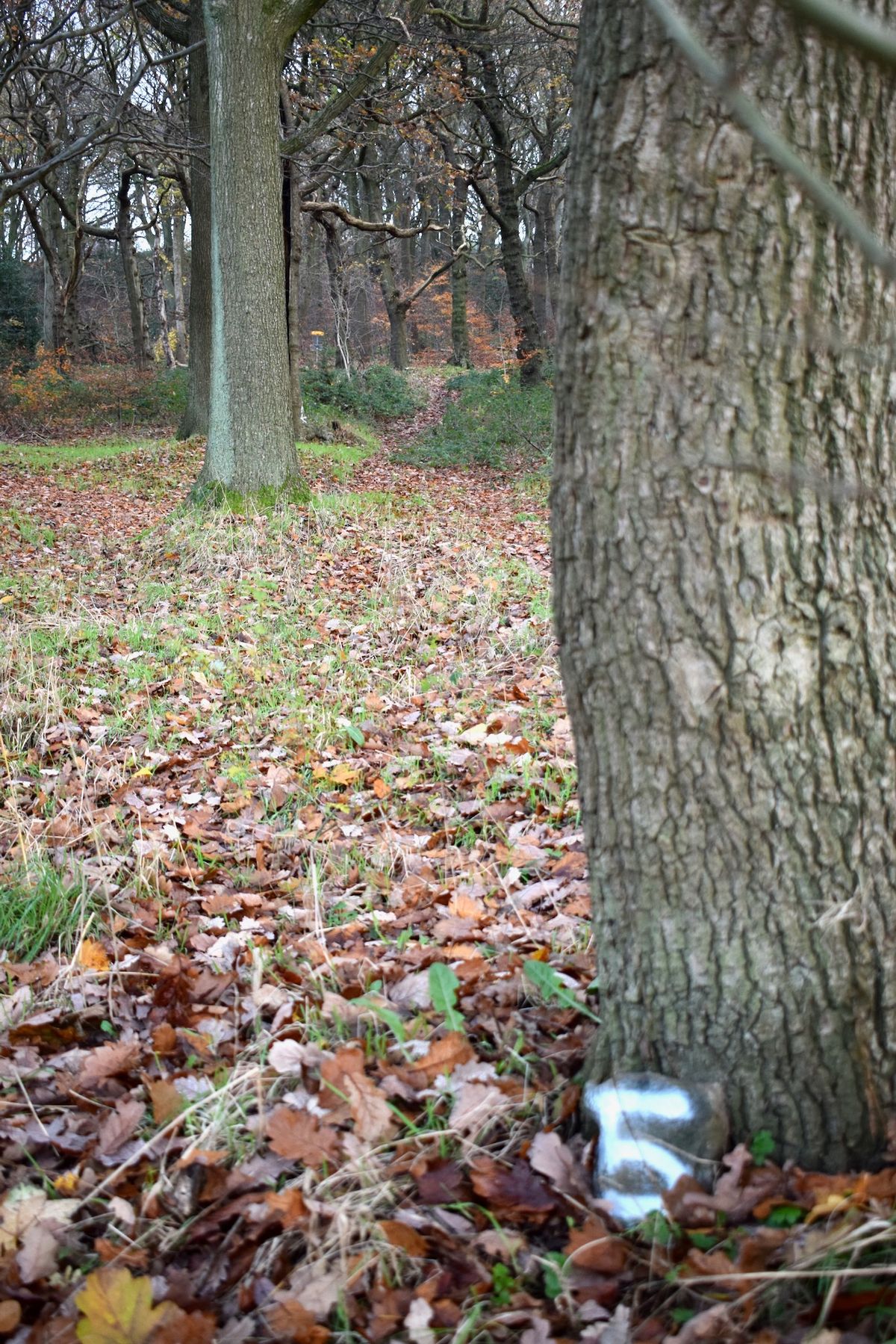 Four Stumps Hole 5 tee.