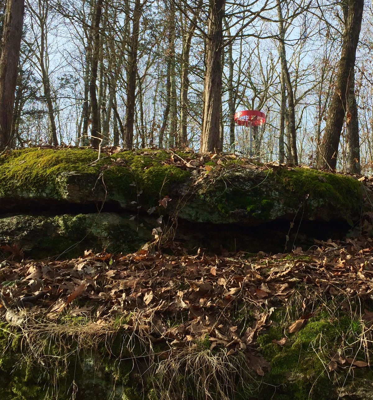 Hole 5 red basket short